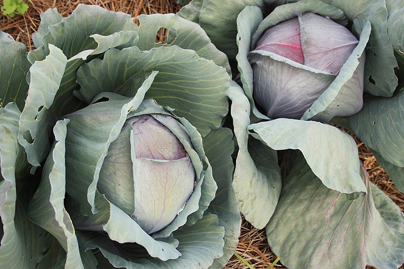 What Are The Benefits Of Eating Cabbage?